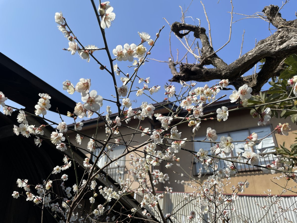 お年寄り tweet media