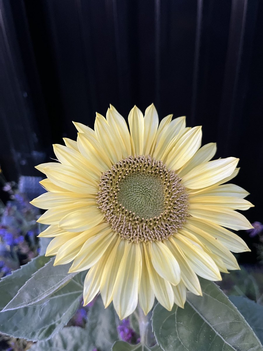 michelle d tweet media