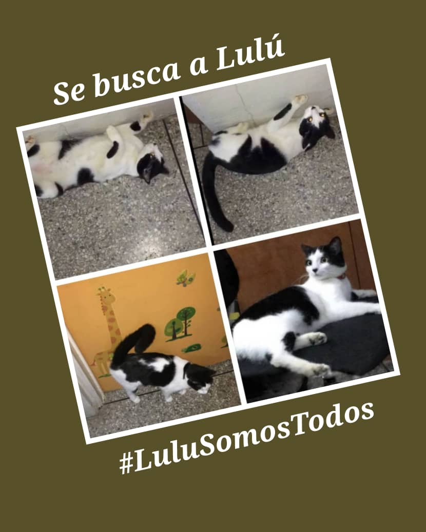 #24Mar. #SeBusca a #LuluSomosTodos. Safari Carabobo y zonas vecinas (Barrera de Carabobo). Sabes dónde está, contacta a través del 0412 0337999 o por DM (X) <a href="/NuriTrejo/">Nutrecajo</a>. Recompensa y Discreción. #Seguimos. #LuluEsElMilagro!
