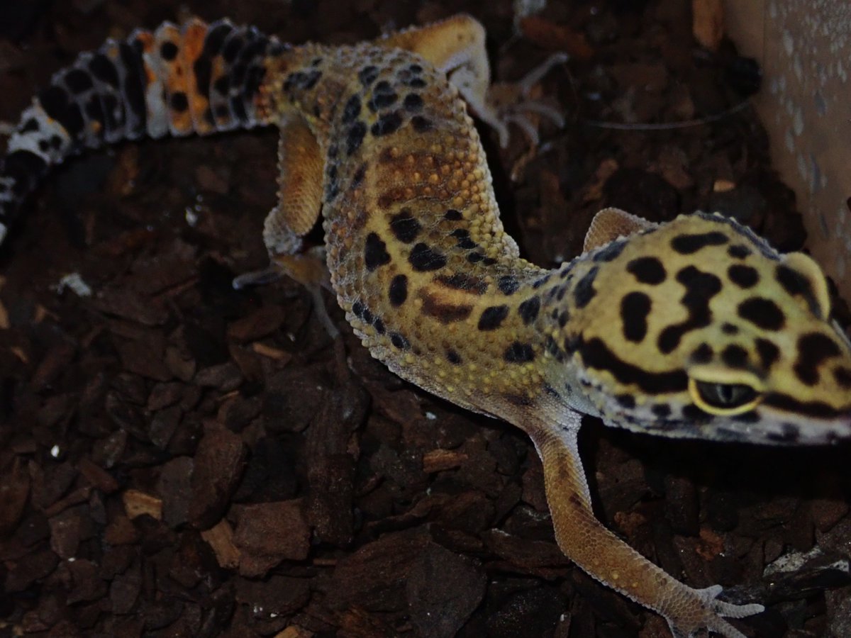 あまやどり tweet media