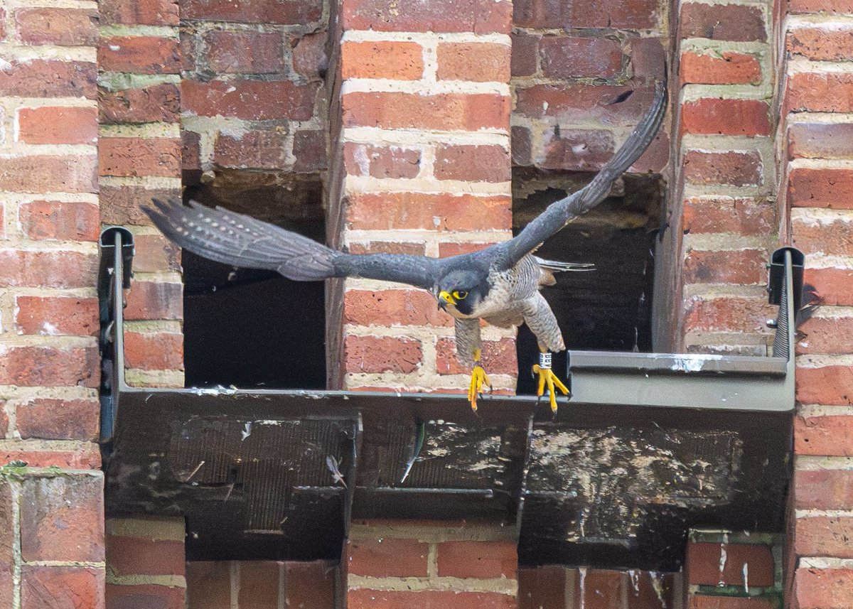 Brian Gallagher tweet media