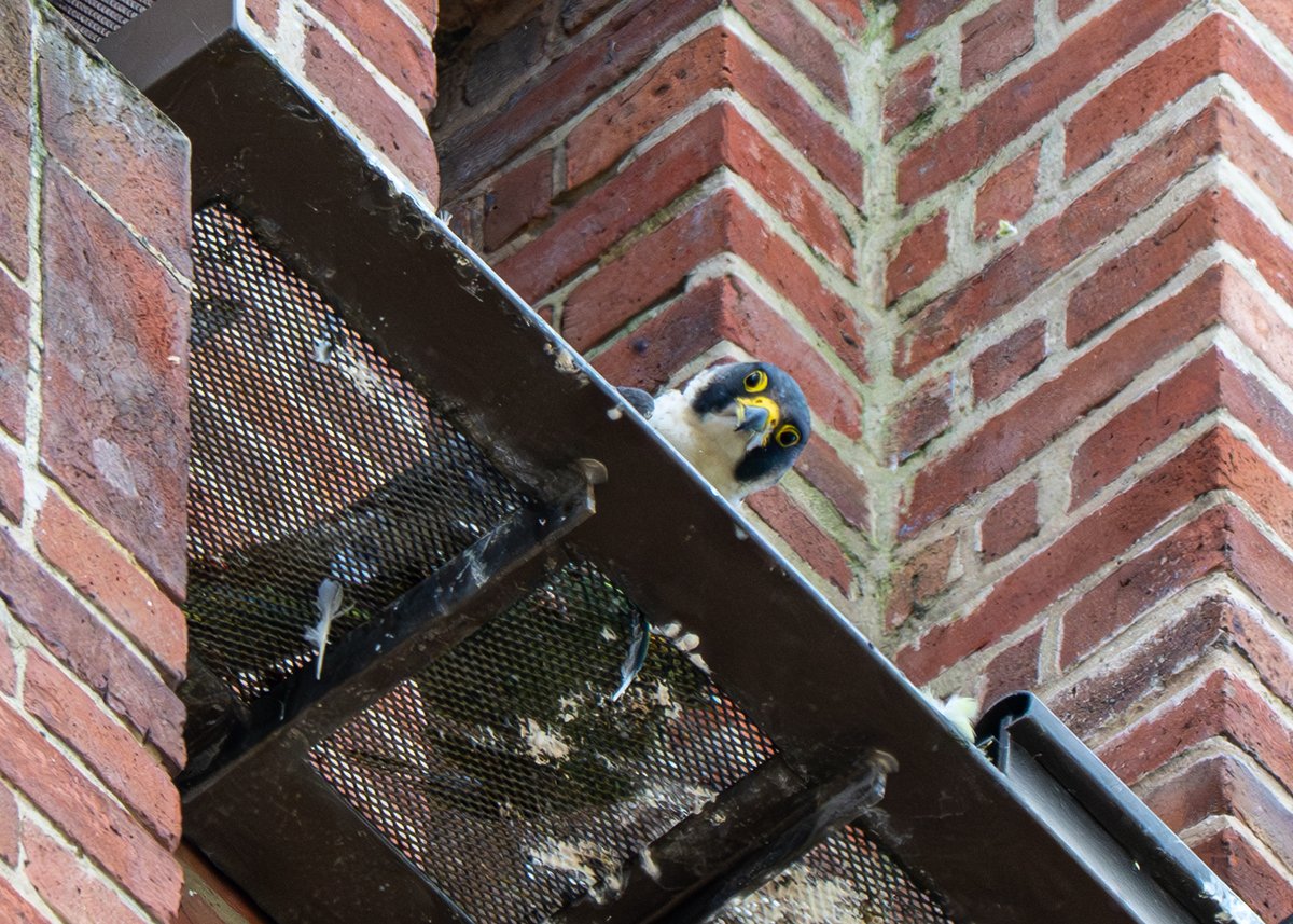 Brian Gallagher tweet media