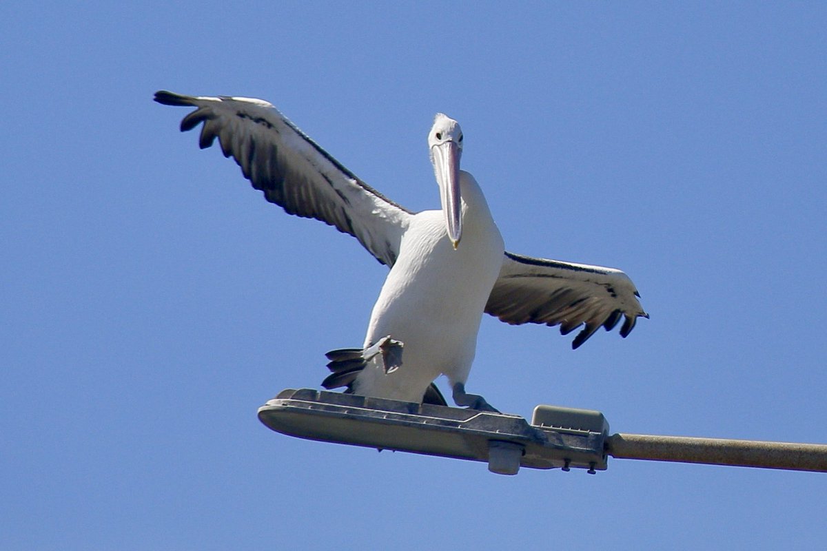 Nick Raschke tweet media