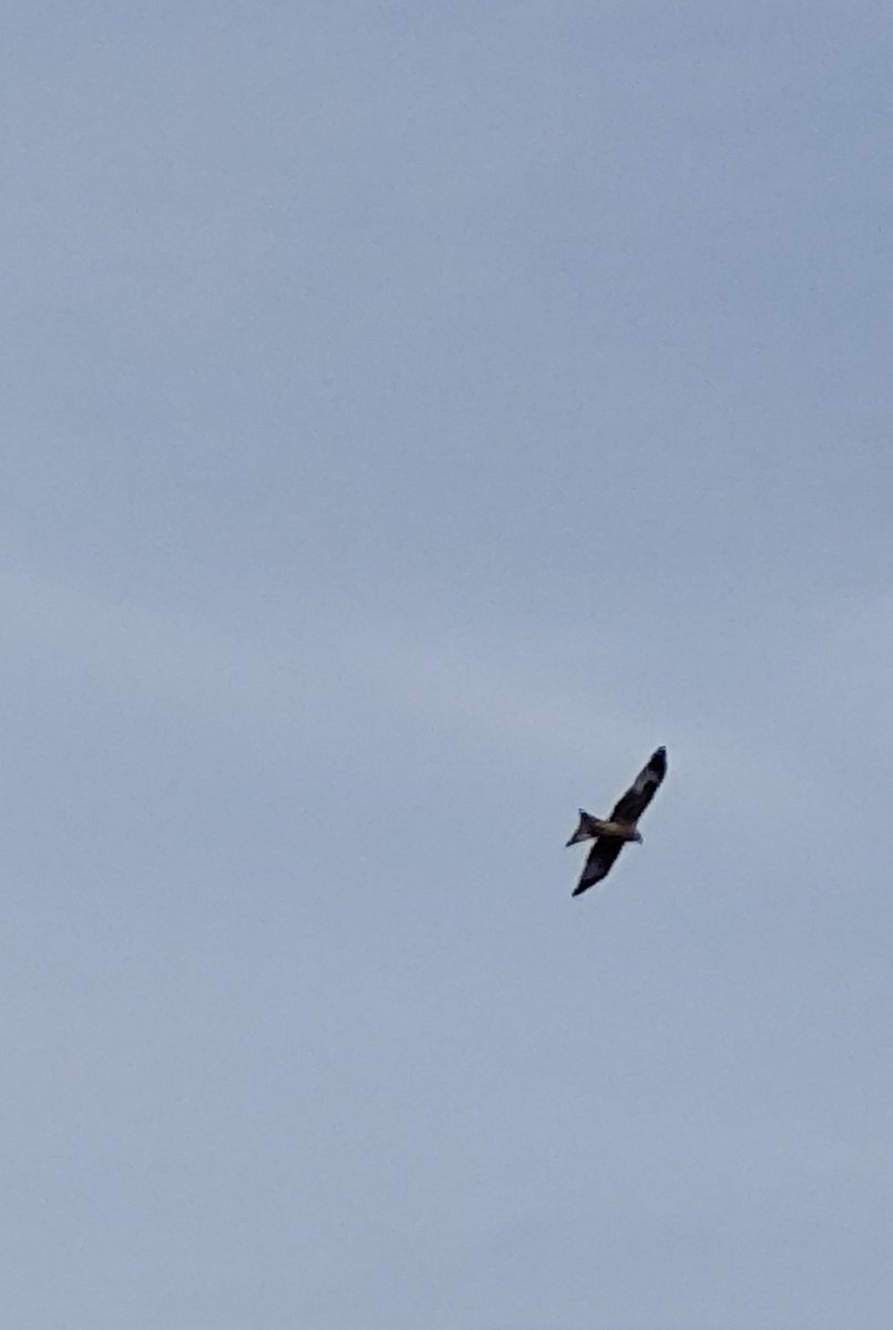 Monstarpockets tweet media