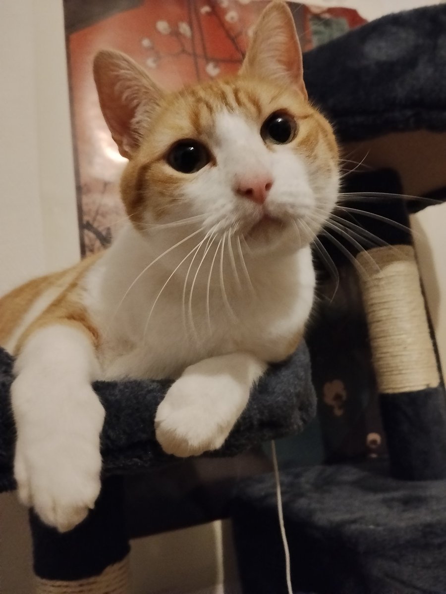 Sören le bot de chat ♠️🏳️‍⚧️ tweet media