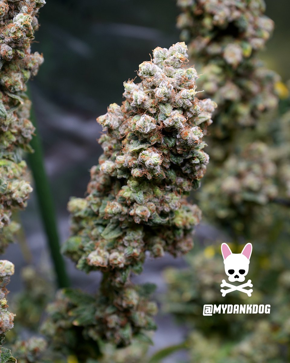 MyDankDog tweet media