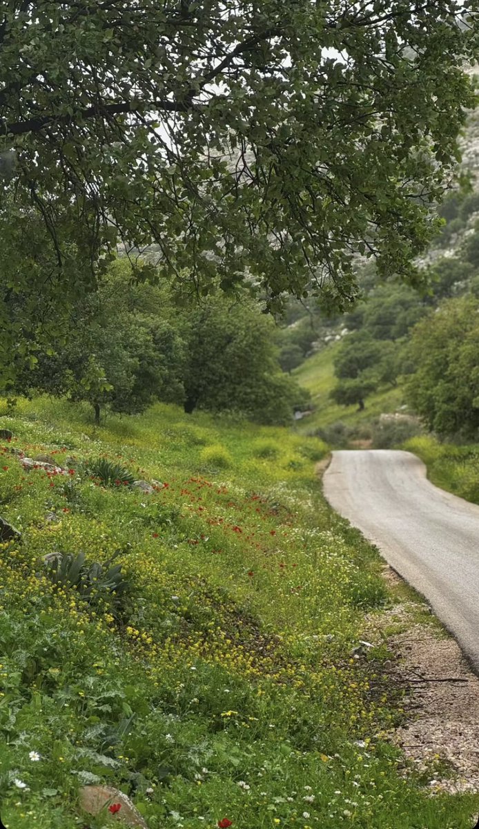 أنس الخالدي tweet media