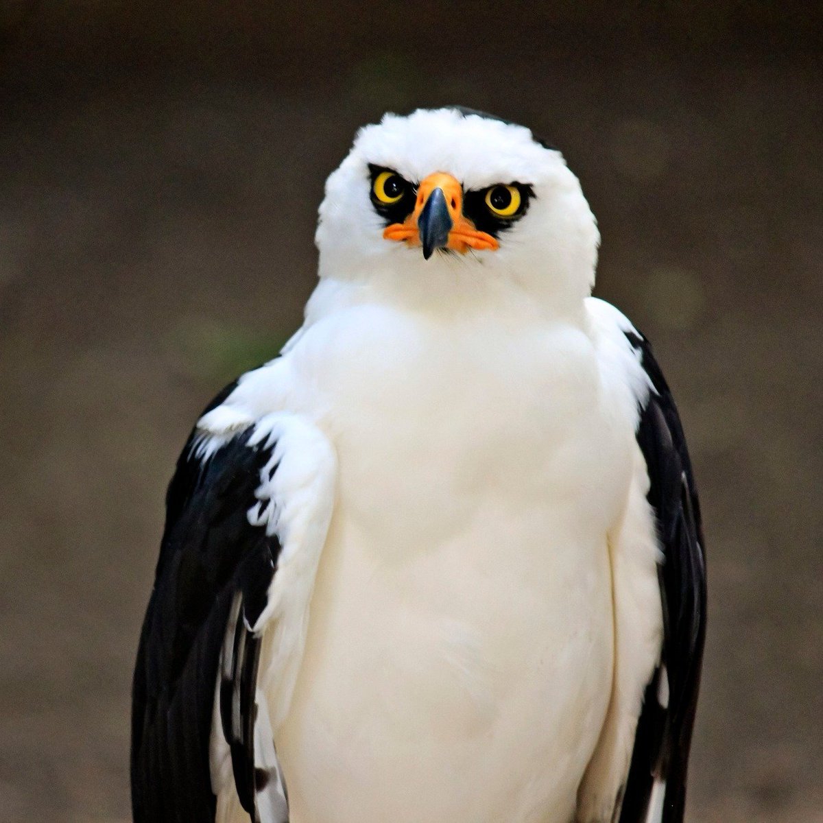 Bird Talk 🛜🦅🪺🦉🐦🦜🪿🦢🦆🦃 tweet media