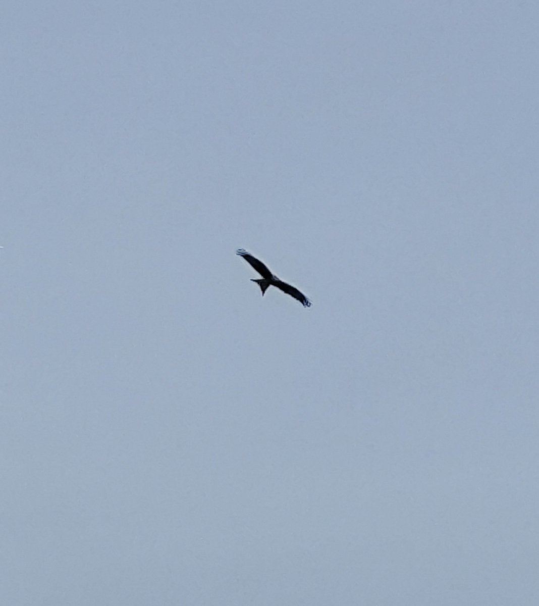 Monstarpockets tweet media