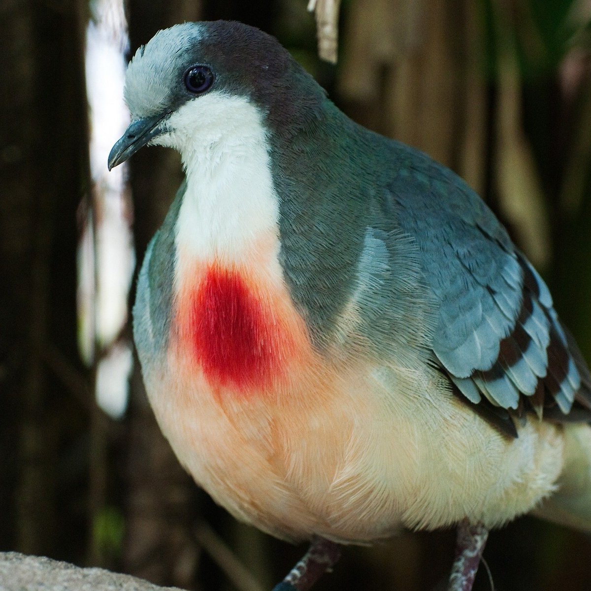 Bird Talk 🛜🦅🪺🦉🐦🦜🪿🦢🦆🦃 tweet media