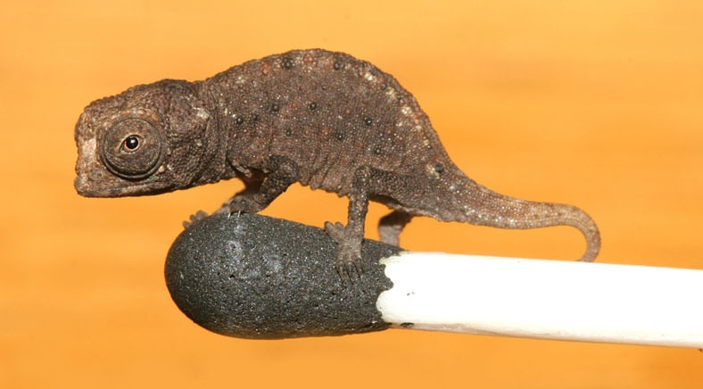 fae 🪼🫧 tweet media