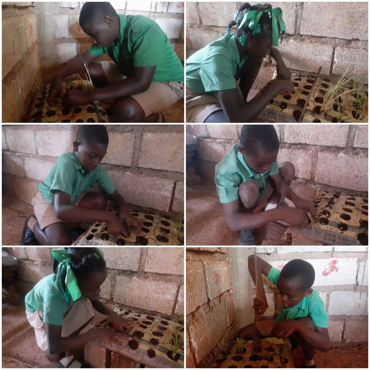 HavServe's tweet photo. Today at #HavServe Académie Internationale in #Haiti, our students brought learning to life. ans le jardin, ils les voient grandir. En comprenant le développement des plantes et en travaillant ensemble, ils développent des compétences essentielles. https://t.co/vcOQXpvV0j