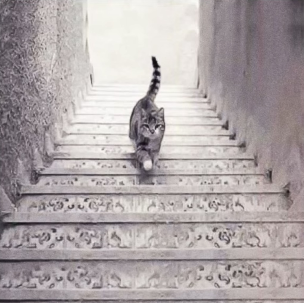 ゆうき🇺🇸人間心理の先生 tweet media