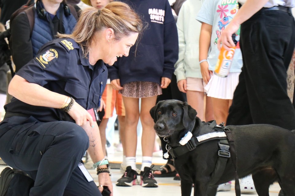 New Zealand Customs Service tweet media