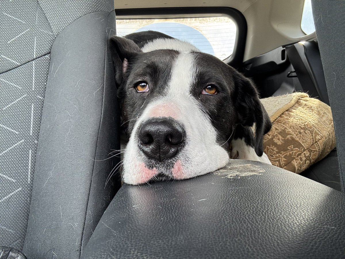 Second Chance Animal Rescue Society (SCARS) tweet media