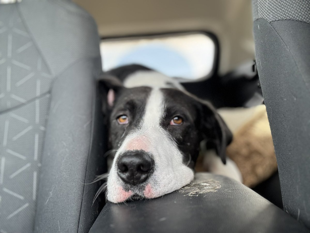 Second Chance Animal Rescue Society (SCARS) tweet media