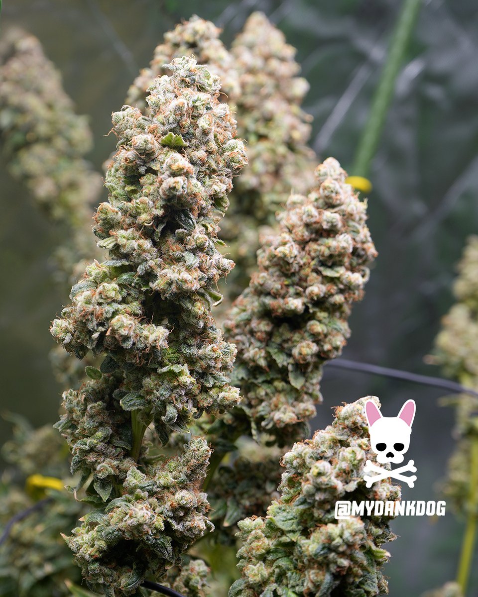 MyDankDog tweet media