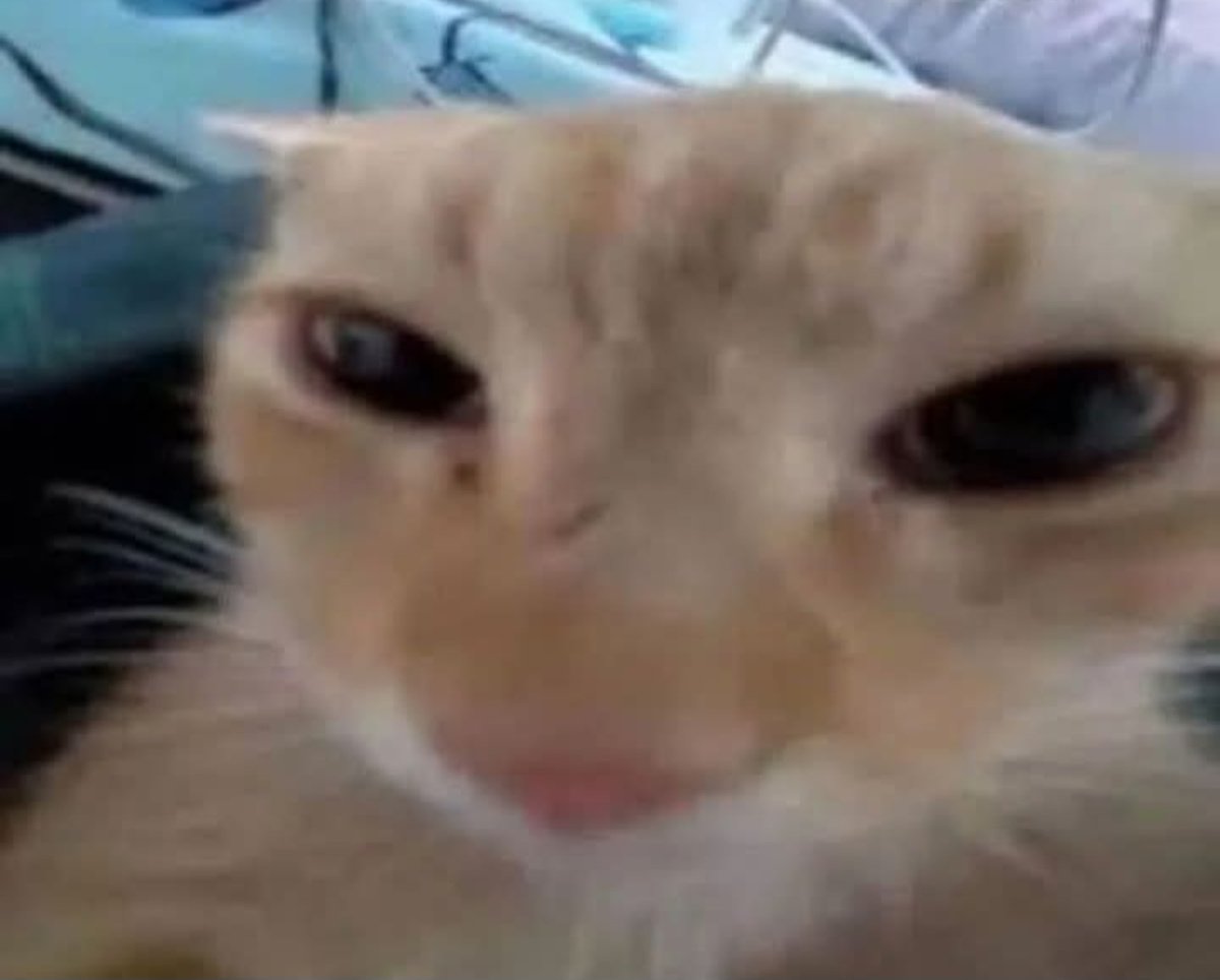 SlasherAmaya 🔞(open commissions) tweet media