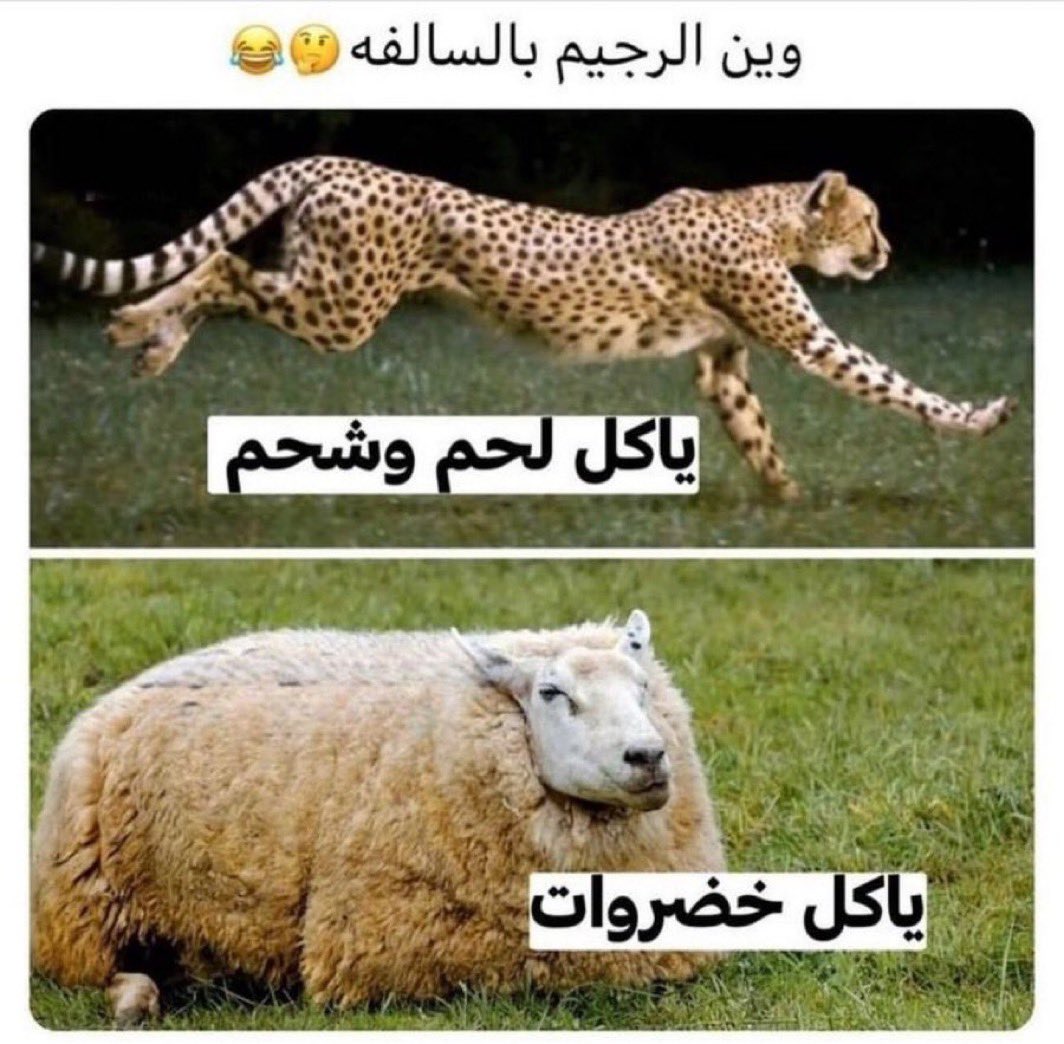غزل💜 tweet media