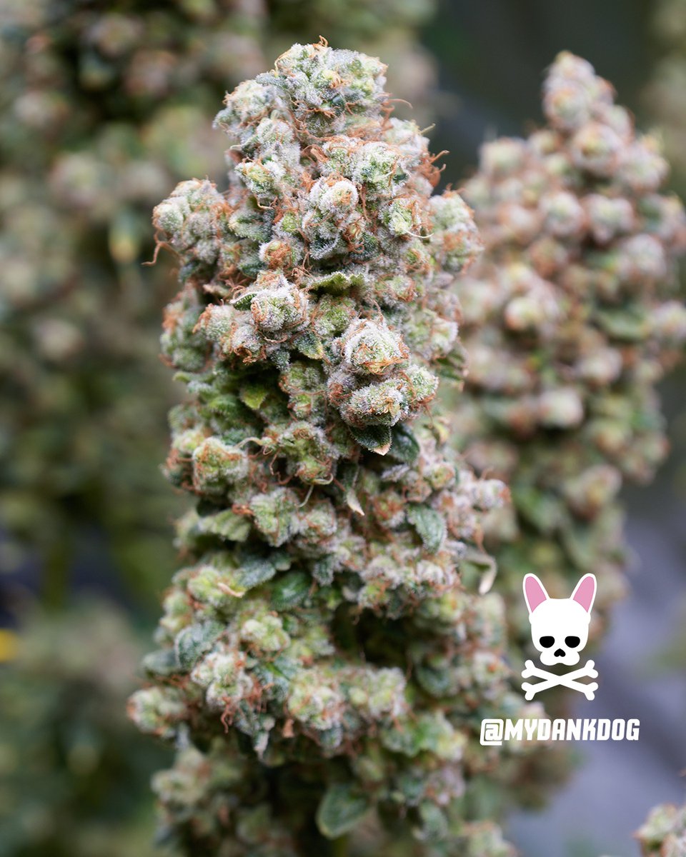 MyDankDog tweet media