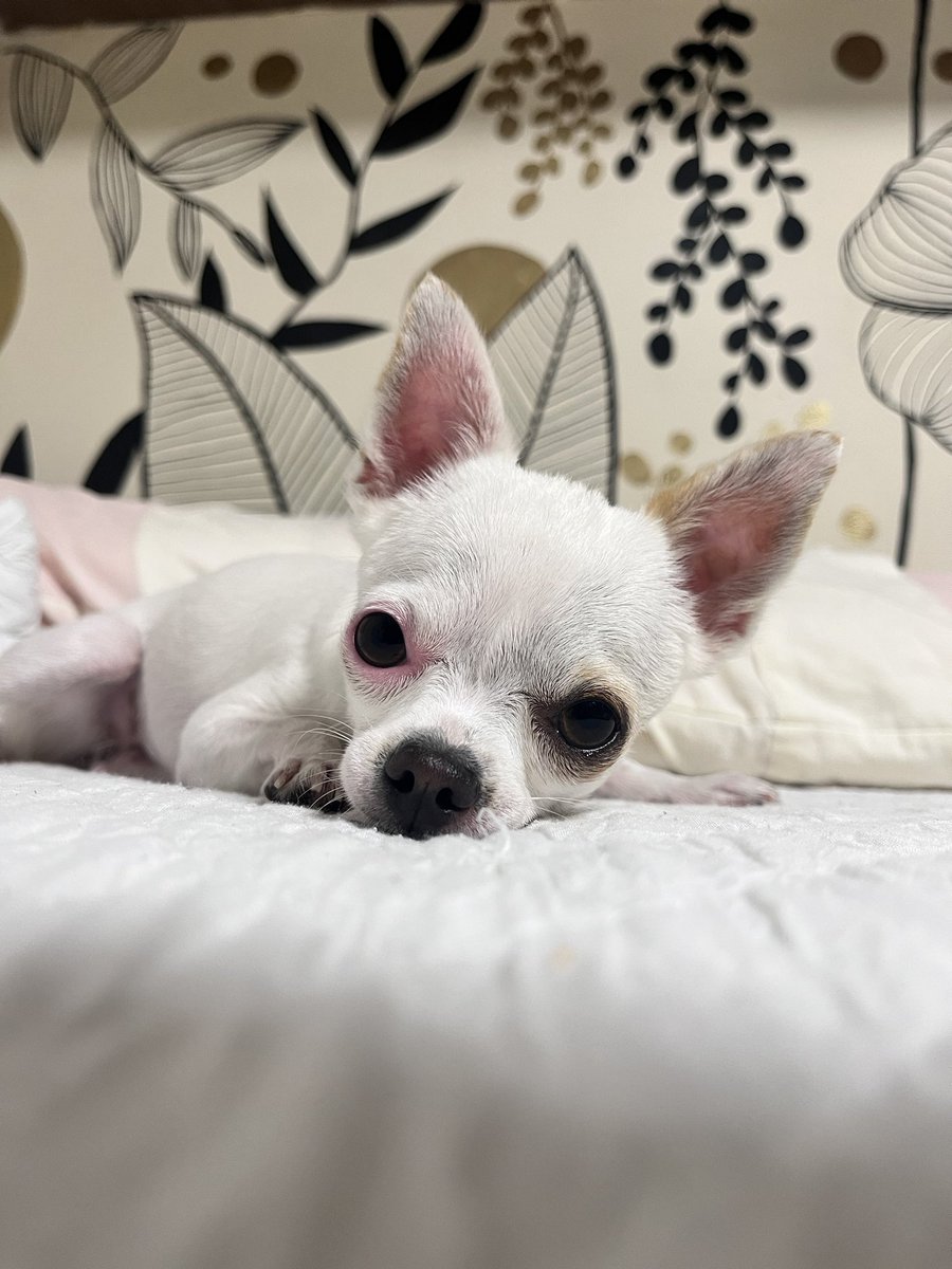 Carito 💛 tweet media