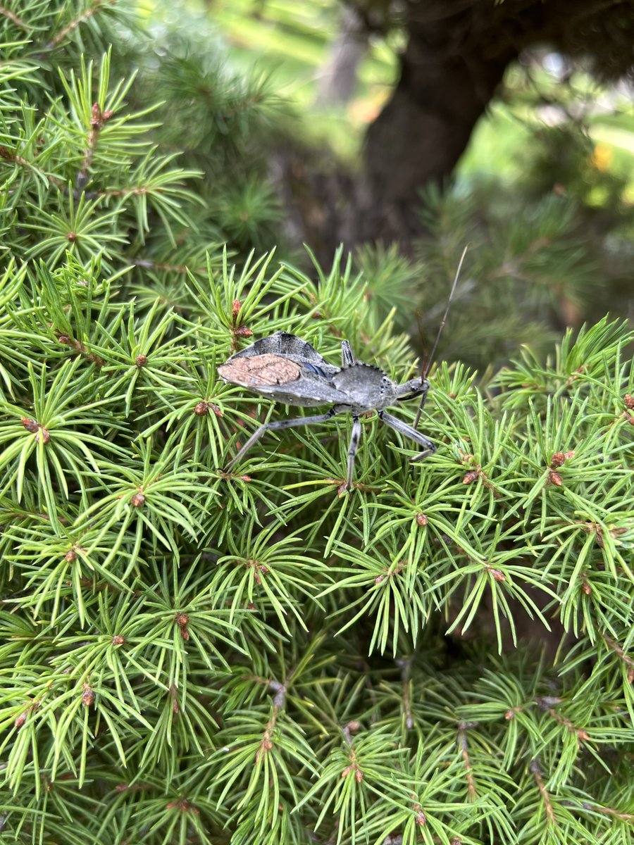 OneiroMoon tweet media