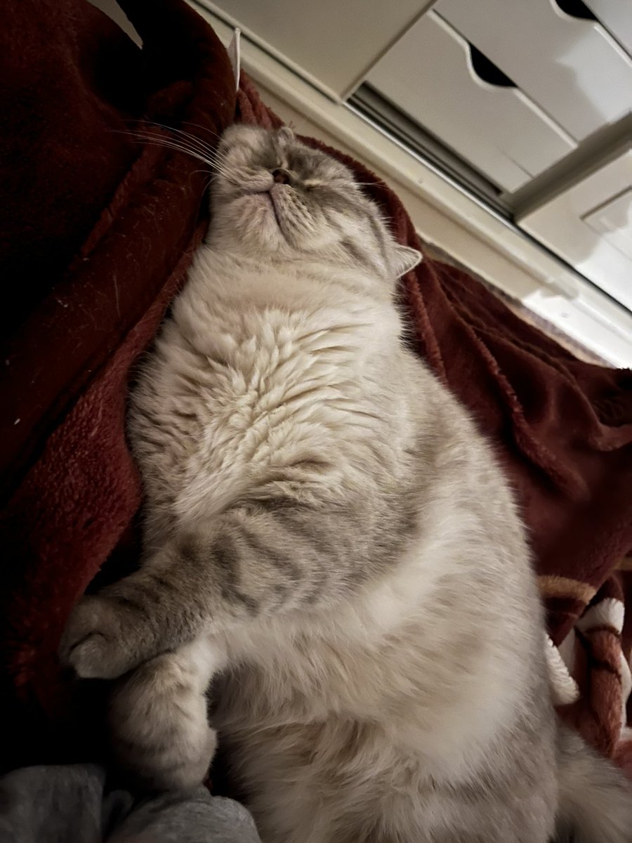 mini 𐔌՞. .՞𐦯 tweet media