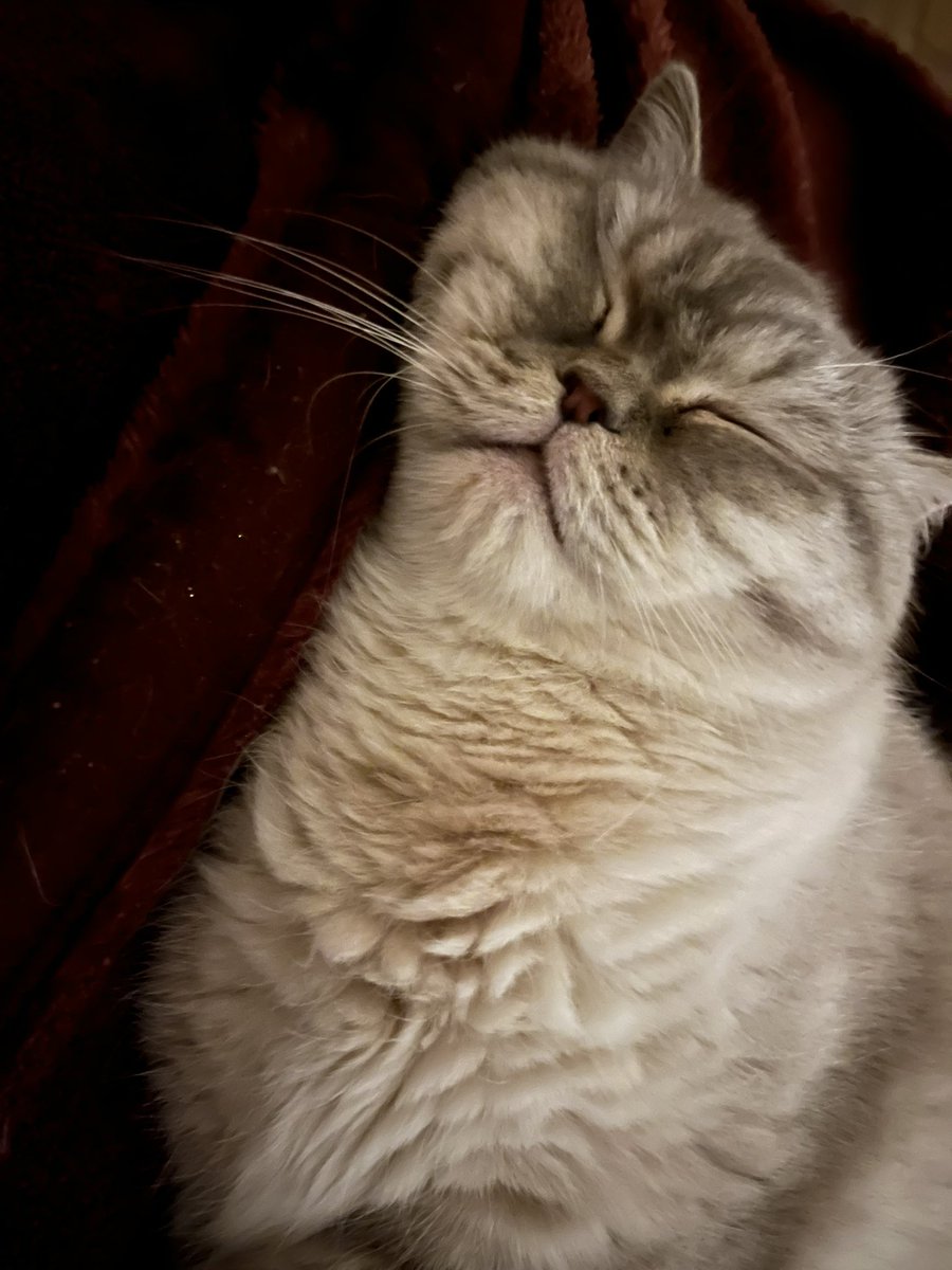 mini 𐔌՞. .՞𐦯 tweet media