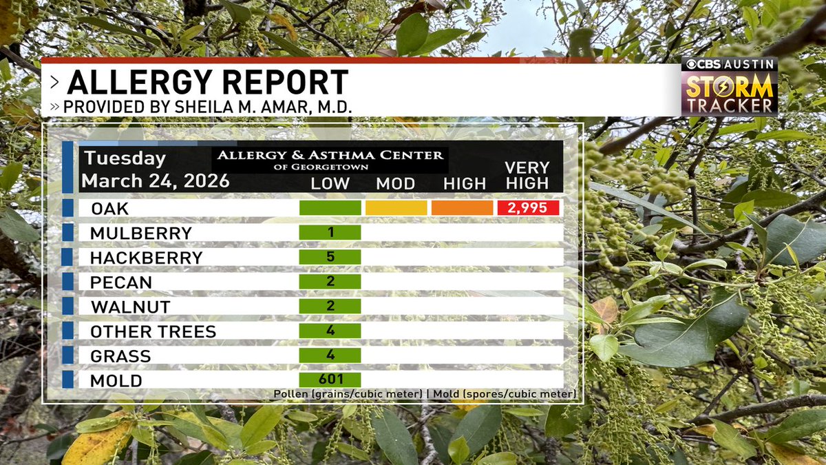 ChikageWeather's tweet image. The good news: no cedar on the allergy report for the first time in forever. The bad news: highest oak count this season! #allergies #atx #atxallergies cbsaustin.com/weather/cbs-au…
