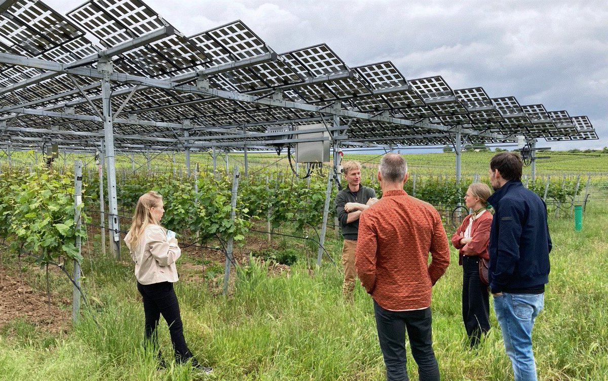 hellnasker's tweet photo. @Faktencheck2030 VitiVoltaics  in Gesenheim Germany.
#VitiVoltaics https://t.co/0Pe0w1Ku4x