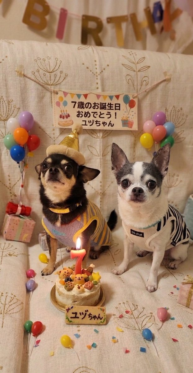 🐼と🐶とパパ tweet media