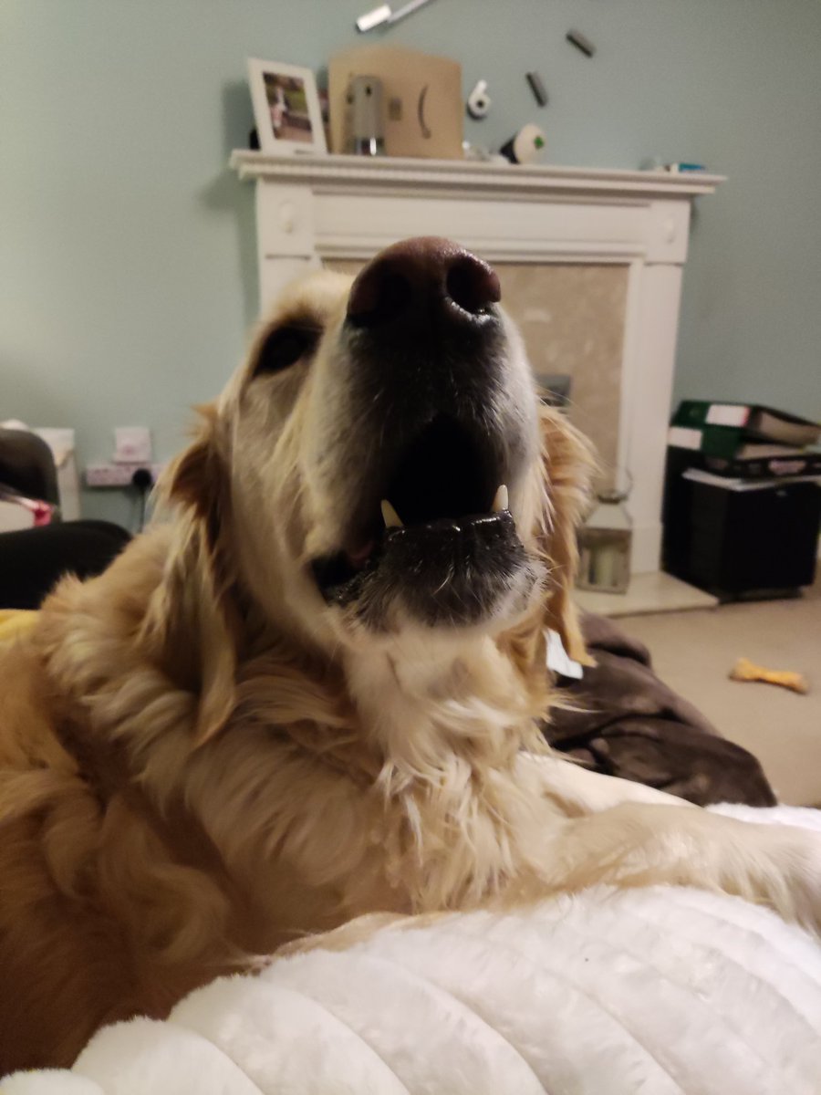 Magnus the magnificent - Teddy & 🌈 Deefor 🌈 tweet media