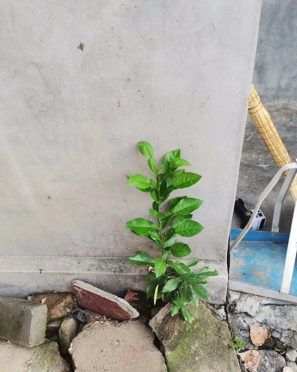 Markus Jansen tweet media