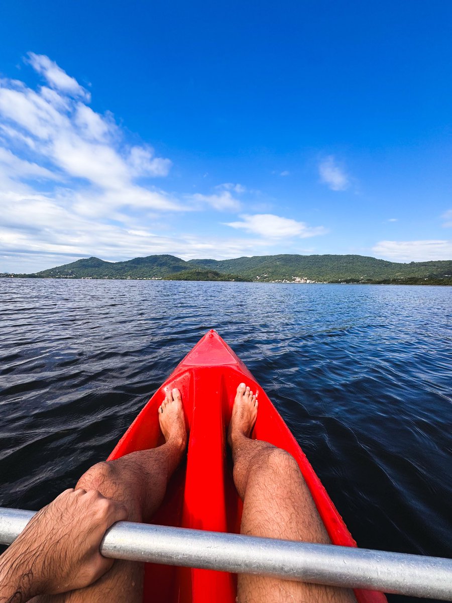 Megalodon tweet media