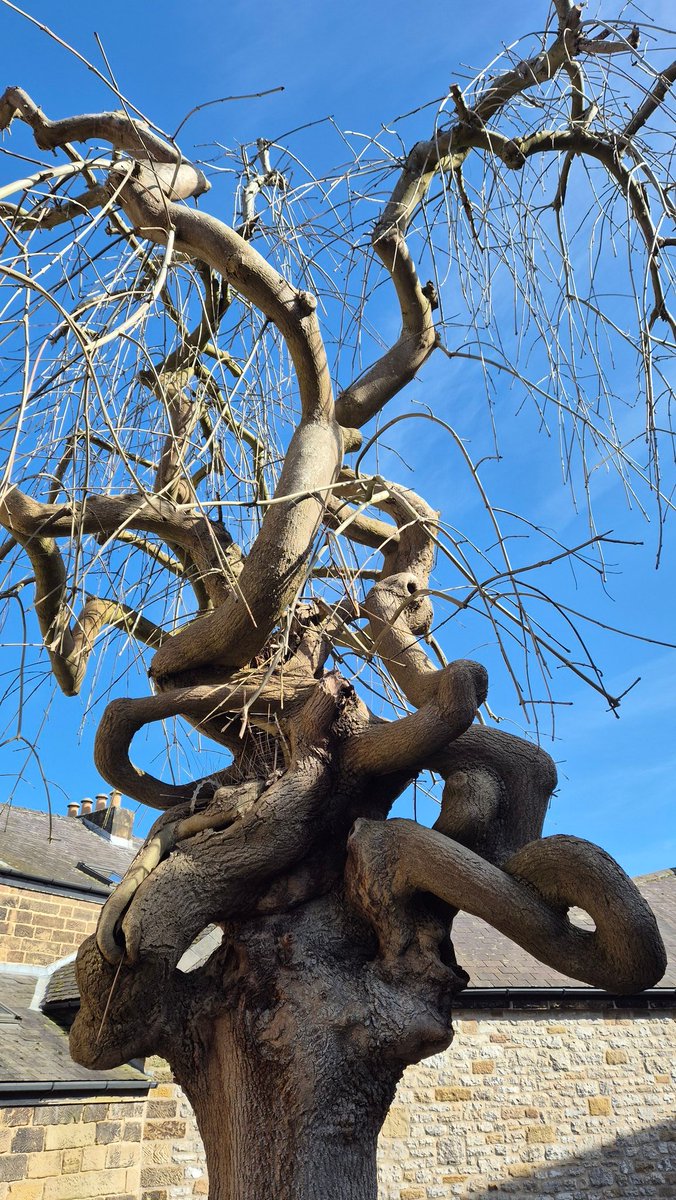 Robin Bastard tweet media