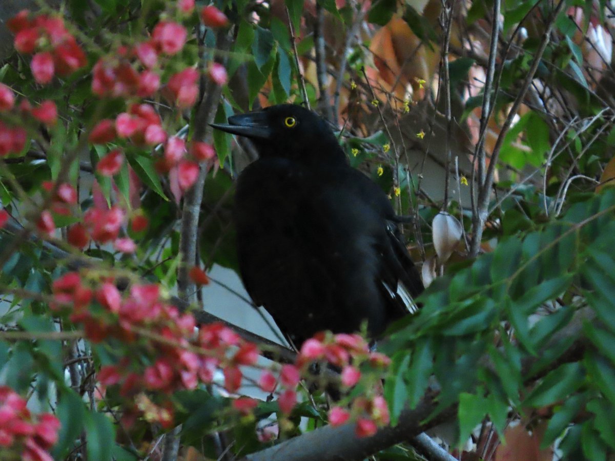 Tranquility Found tweet media