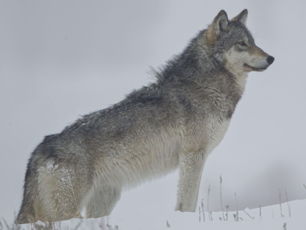 もふもふマモル🔜Ibercon 2026 tweet media