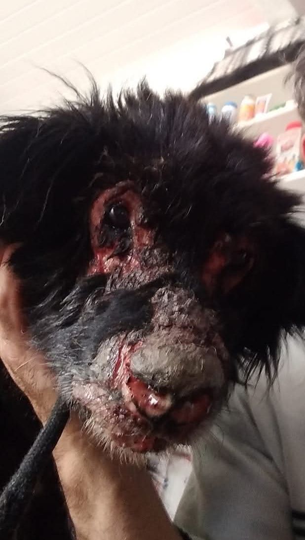 Campanha Ajude Negão tweet media