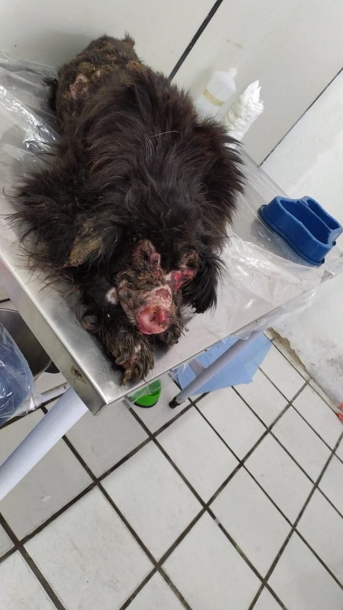 Campanha Ajude Negão tweet media