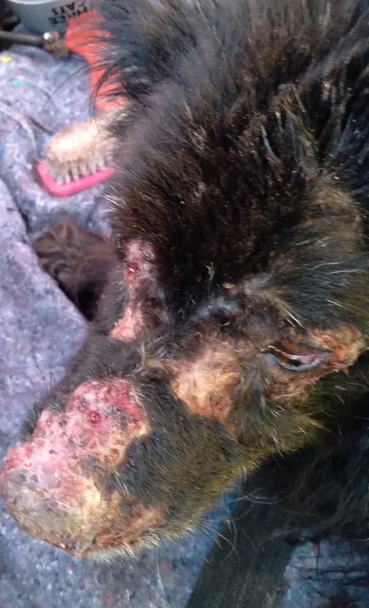 Campanha Ajude Negão tweet media