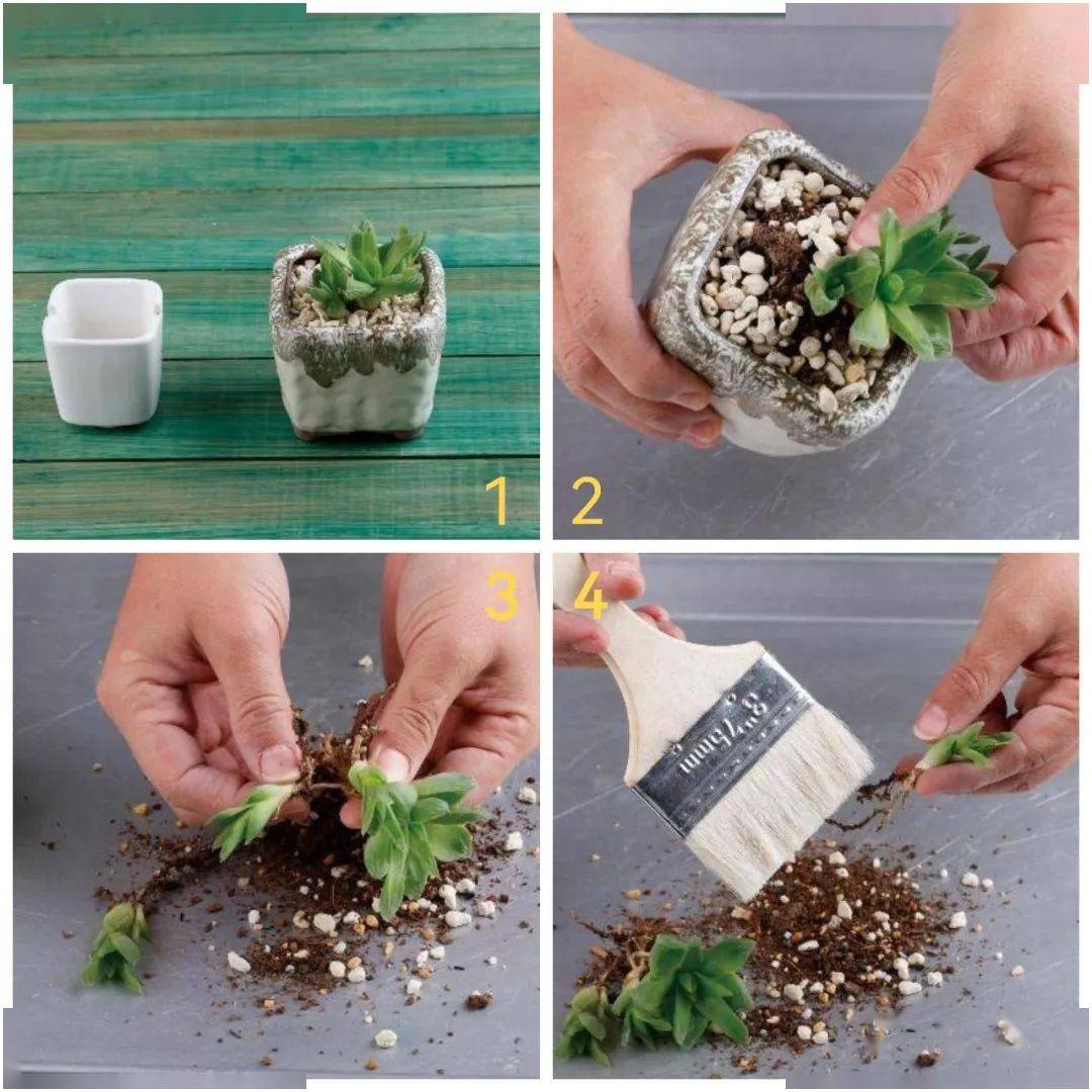 Samantha Musgrave tweet media