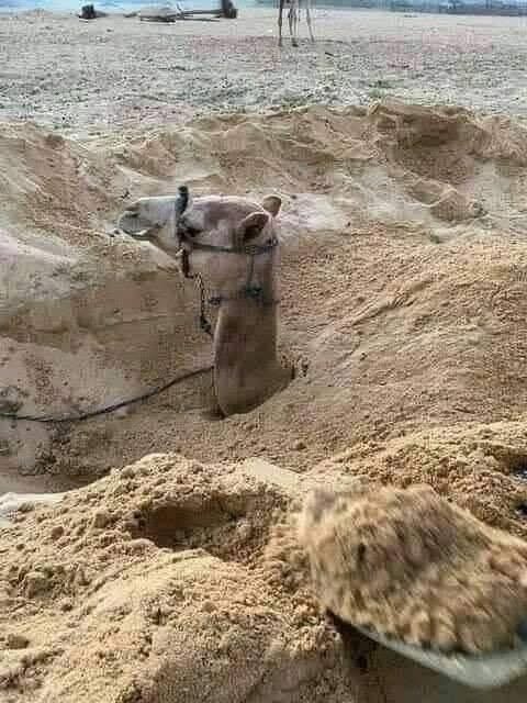 بتر الخواطر tweet media