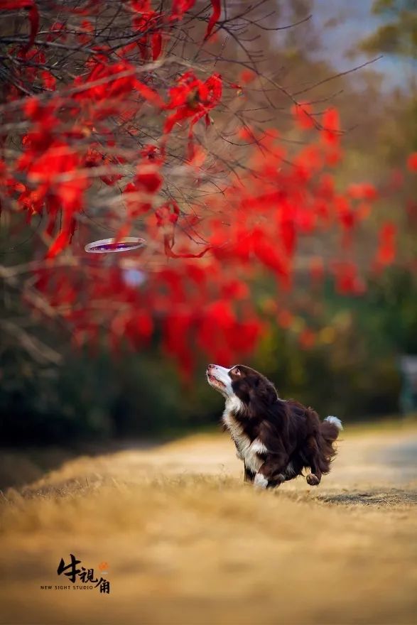 sekabet guncel giris tweet media