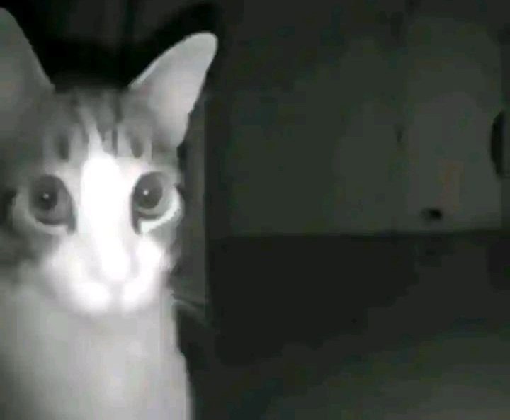 lix ꣑ৎ 🪭 ⊙⊝⊜ tweet media