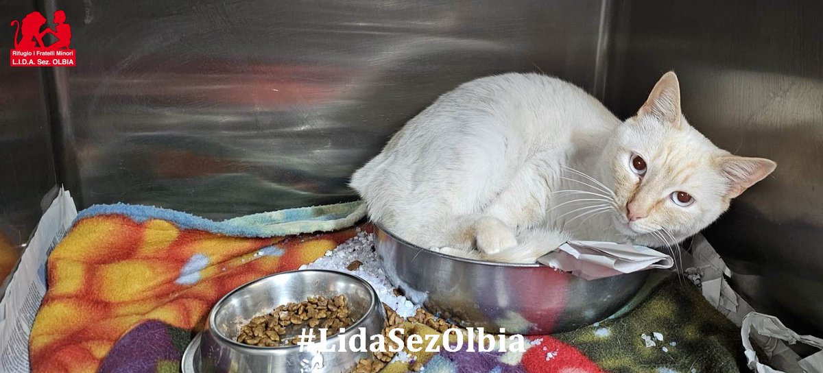 Lida sez. Olbia ODV tweet media