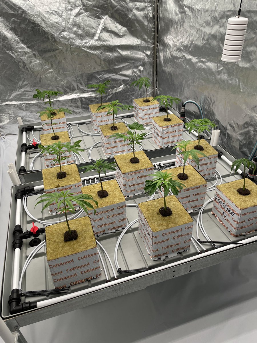 Cyberfire3000's tweet photo. Veg day 2 .
New run with clones from seeds that I started a few months ago.
All different phenotypes to select from.
3x Zebra Ztripez
3x Lemon Party S1 
5x Frostade
2x Lemon Tree x Purple Punch https://t.co/W4t0vFsvLQ