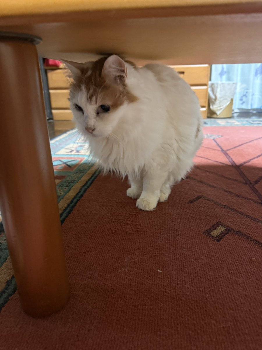 霧島 響 tweet media