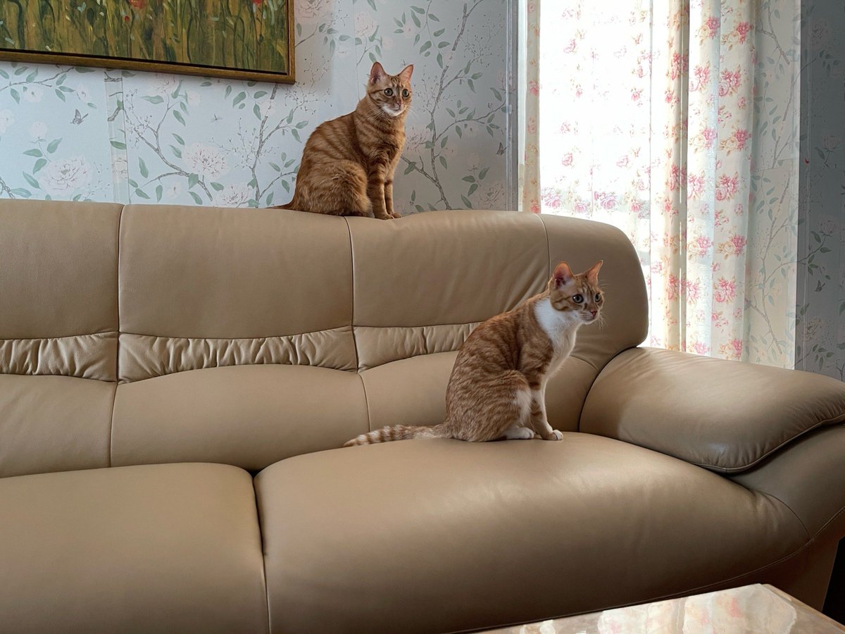 michael chambers tweet media