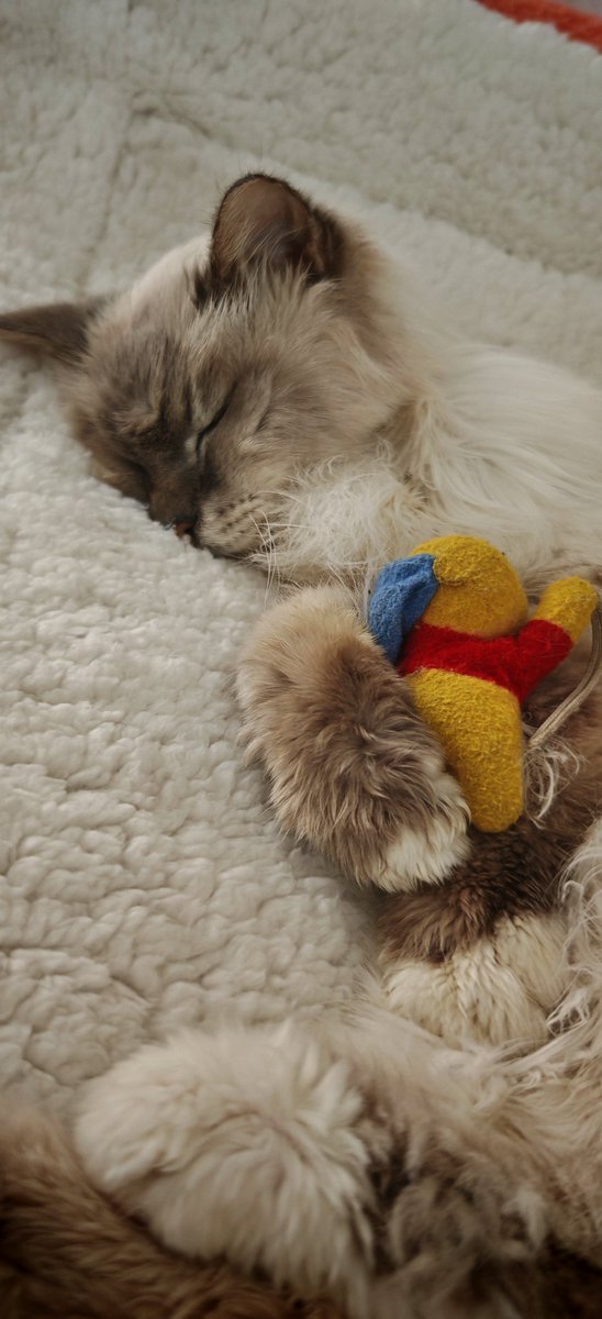 Gaia D-elise tweet media