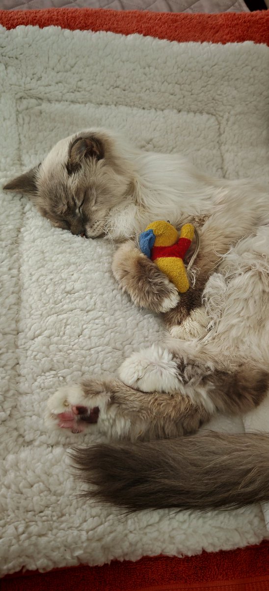 Gaia D-elise tweet media